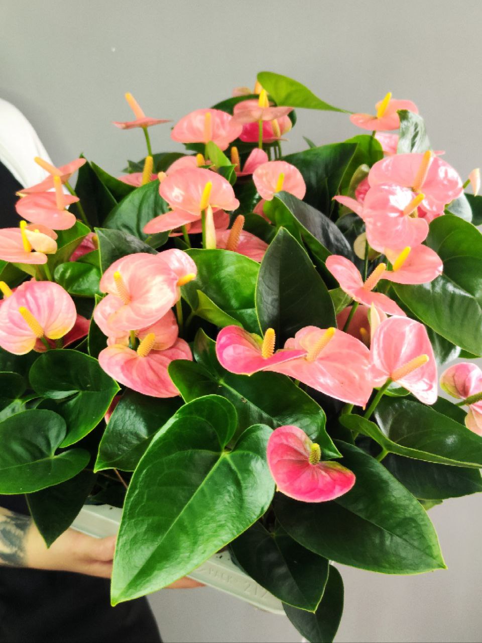 Антуриум Свит Дрим (Anthurium Sweet Dream) D9см