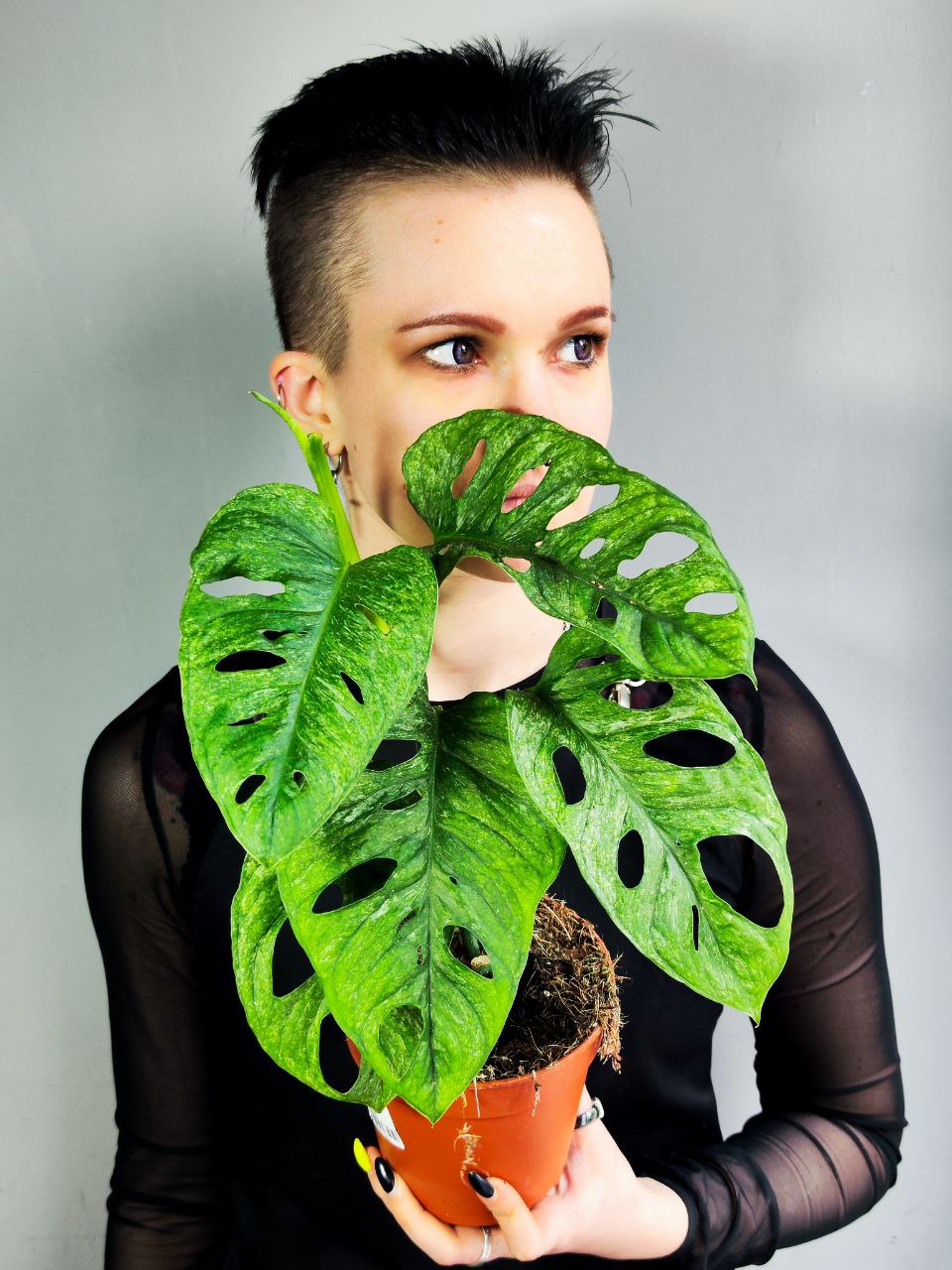 Монстера Адансона Вариегатная Минт (Monstera Adansonii Mint Variegated) D12см