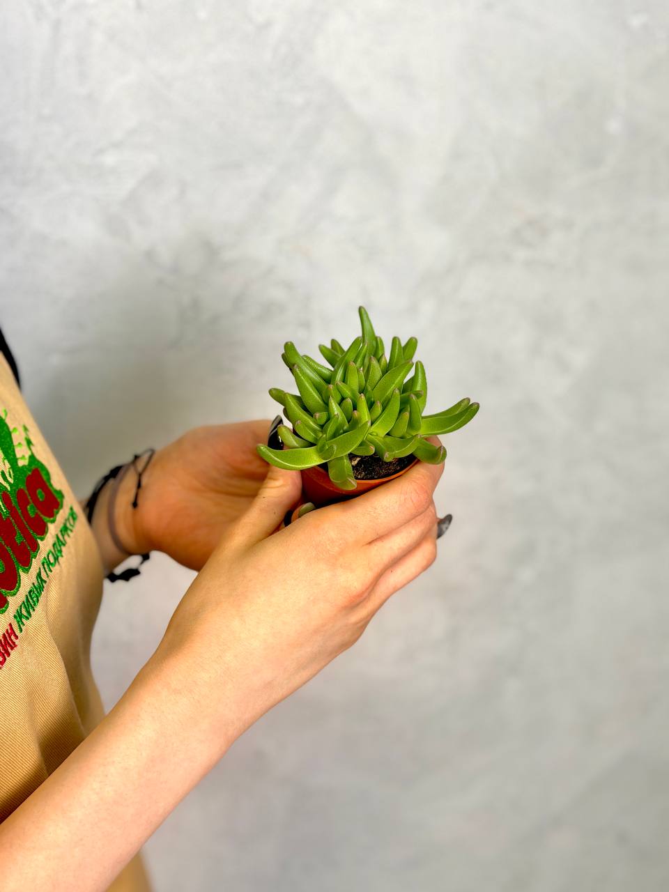 Делосперма Сфалмантоидес (Delosperma Sphalmanthoides) D5см