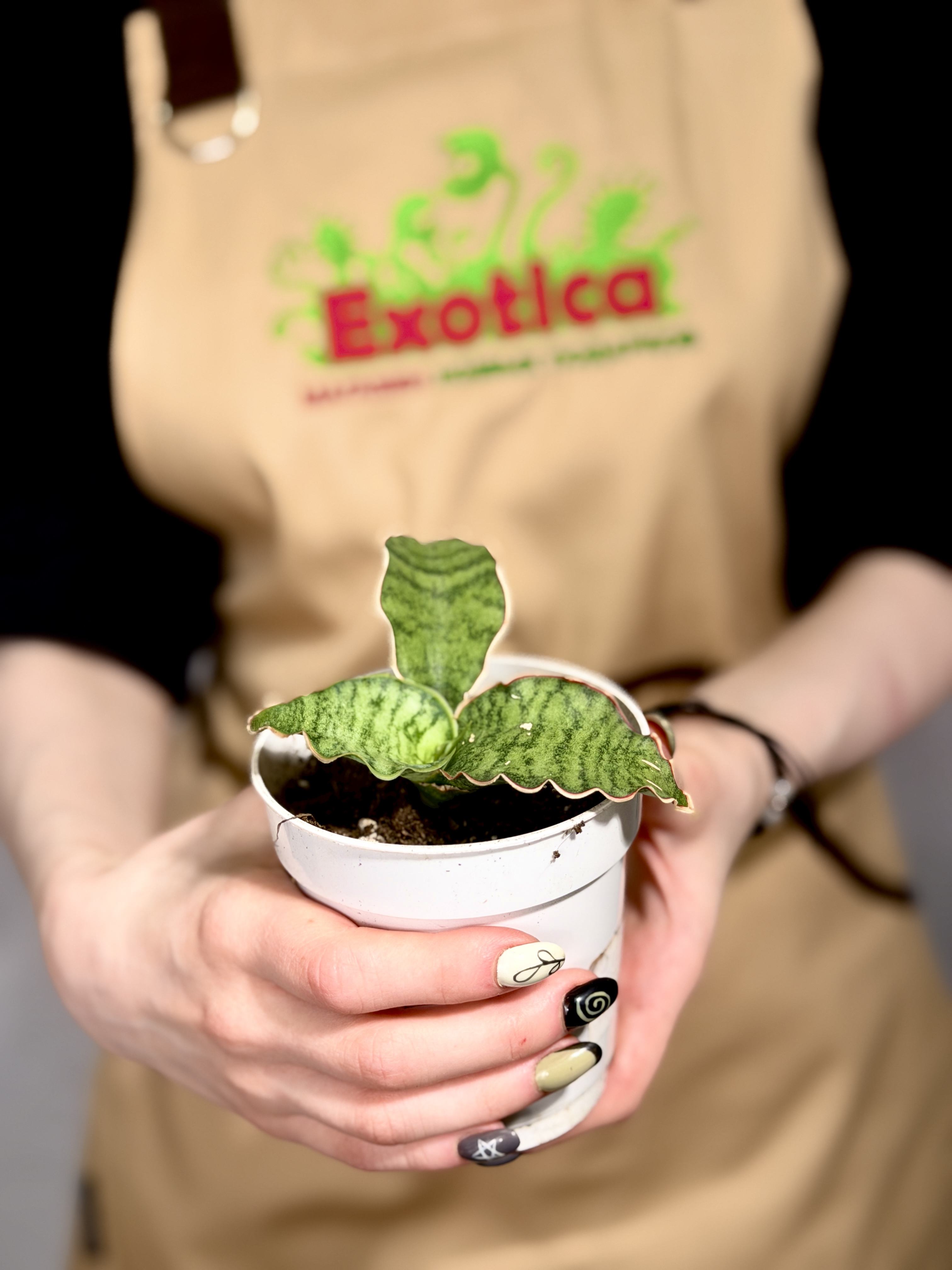 Сансевиерия Стар Грин, Мини Лист (Sansevieria Star Green) D7,5см