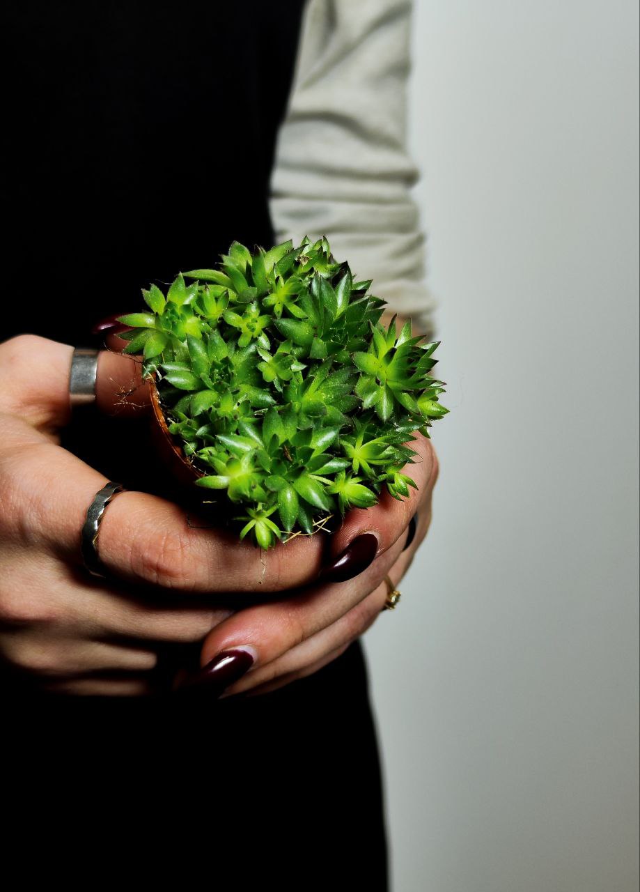 Семпервивум Грин, или Молодило Зеленое (Sempervivum Green) D5см