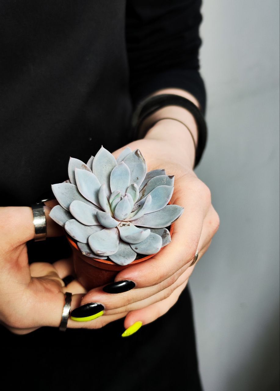 Граптоверия Лулу (Graptoveria Lulu) D5см