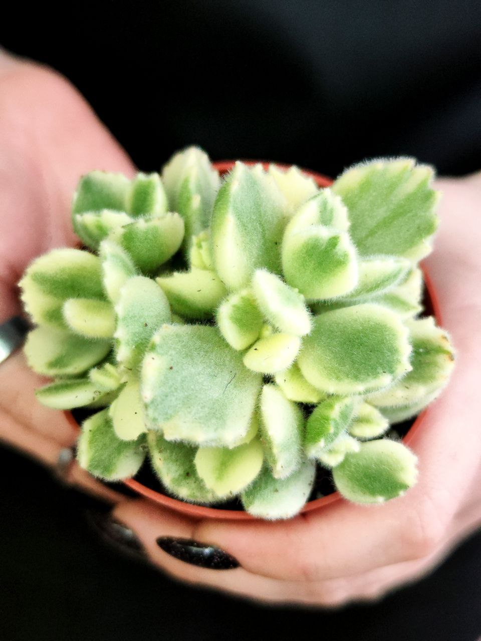 Котиледон Томентоза Леди Смит Вариегатный (Cotyledon Tomentosa Subsp. Ladismithiensis) D6,5см