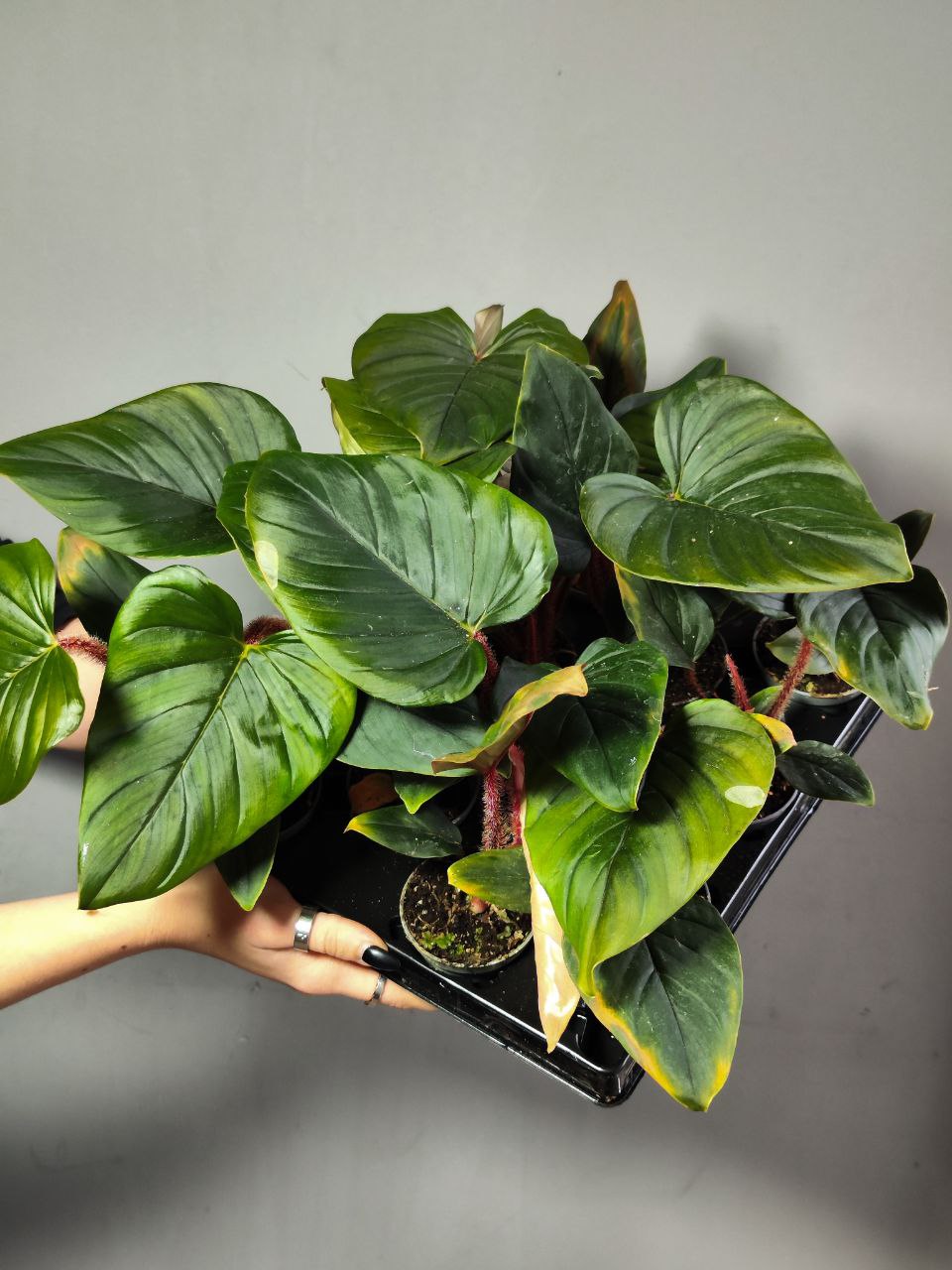 Филодендрон Сквамиферум (Philodendron Squamiferum) D6см