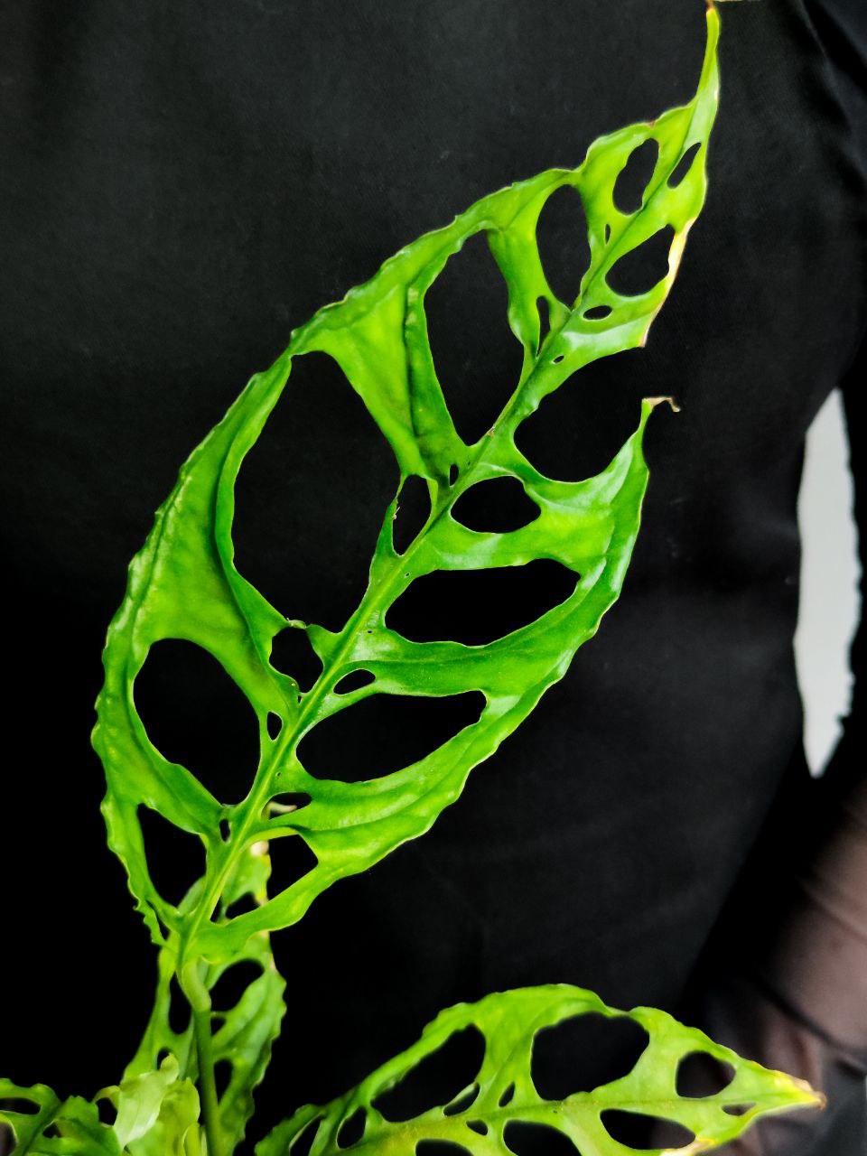 Монстера Обликва Перу (Monstera Obliqua Peru) D12см