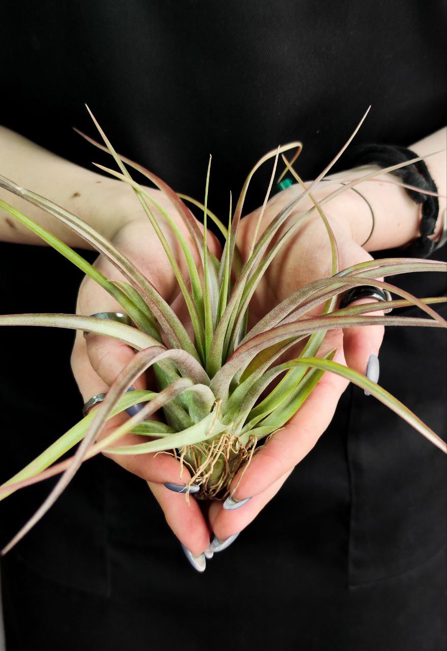 Тилландсия Мэджик  (Tillandsia Magic)