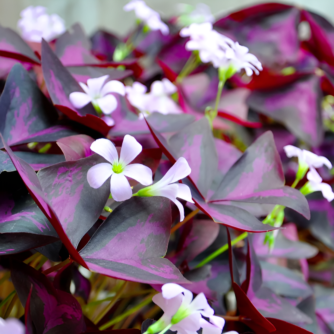 Кислица Треугольная Санни (Oxalis Triangularis Sanny) D10см
