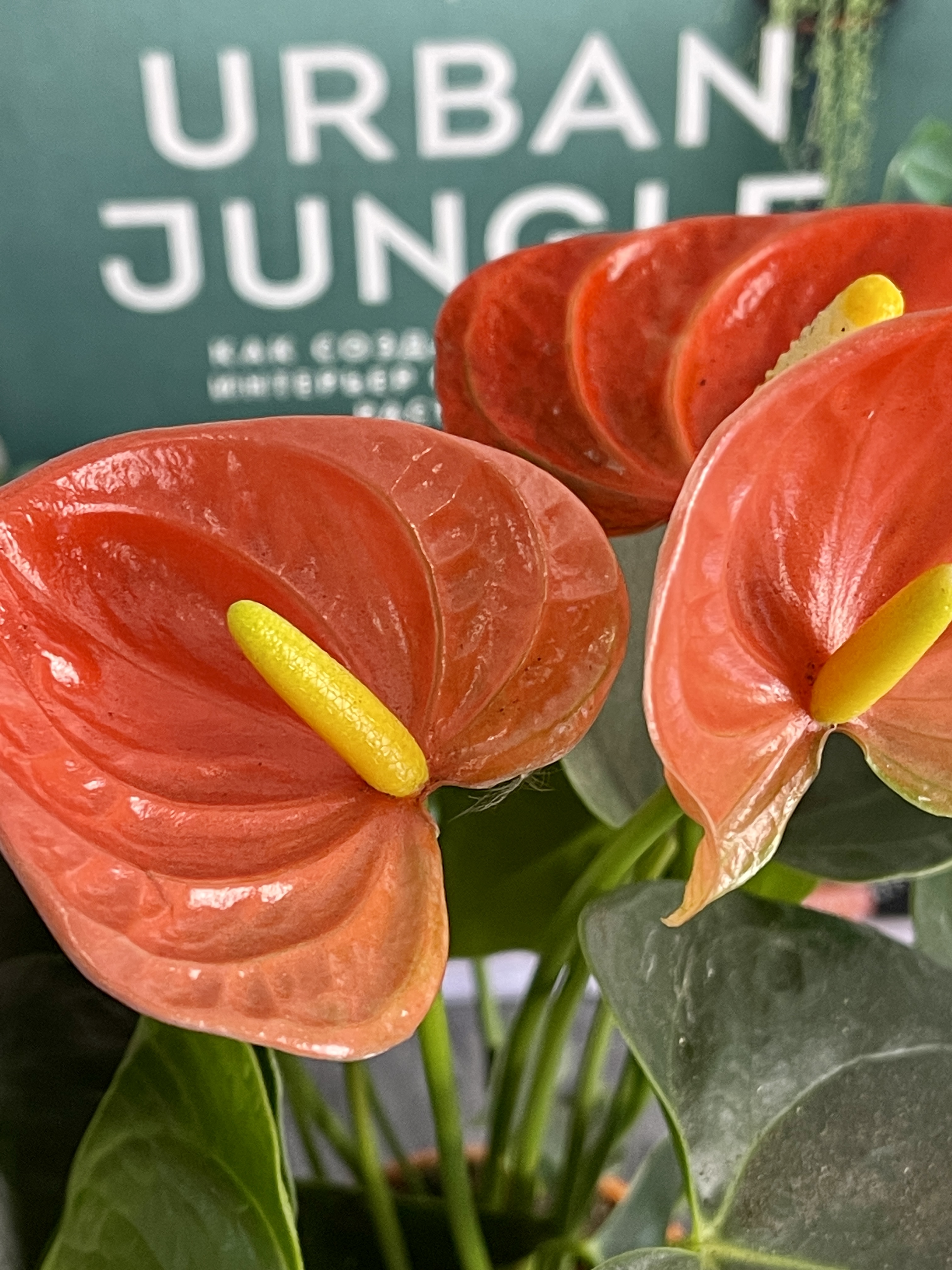 Антуриум Андре Оранжевый (Anthurium Аndraeanum Orange) D9см