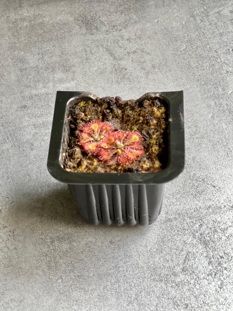 Росянка Спатулата (Drosera Spatulata) D5см