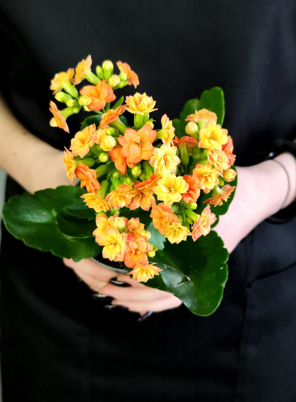 Каланхоэ Розалина Персиковая (Kalanchoe Rosalina Orange) D9см