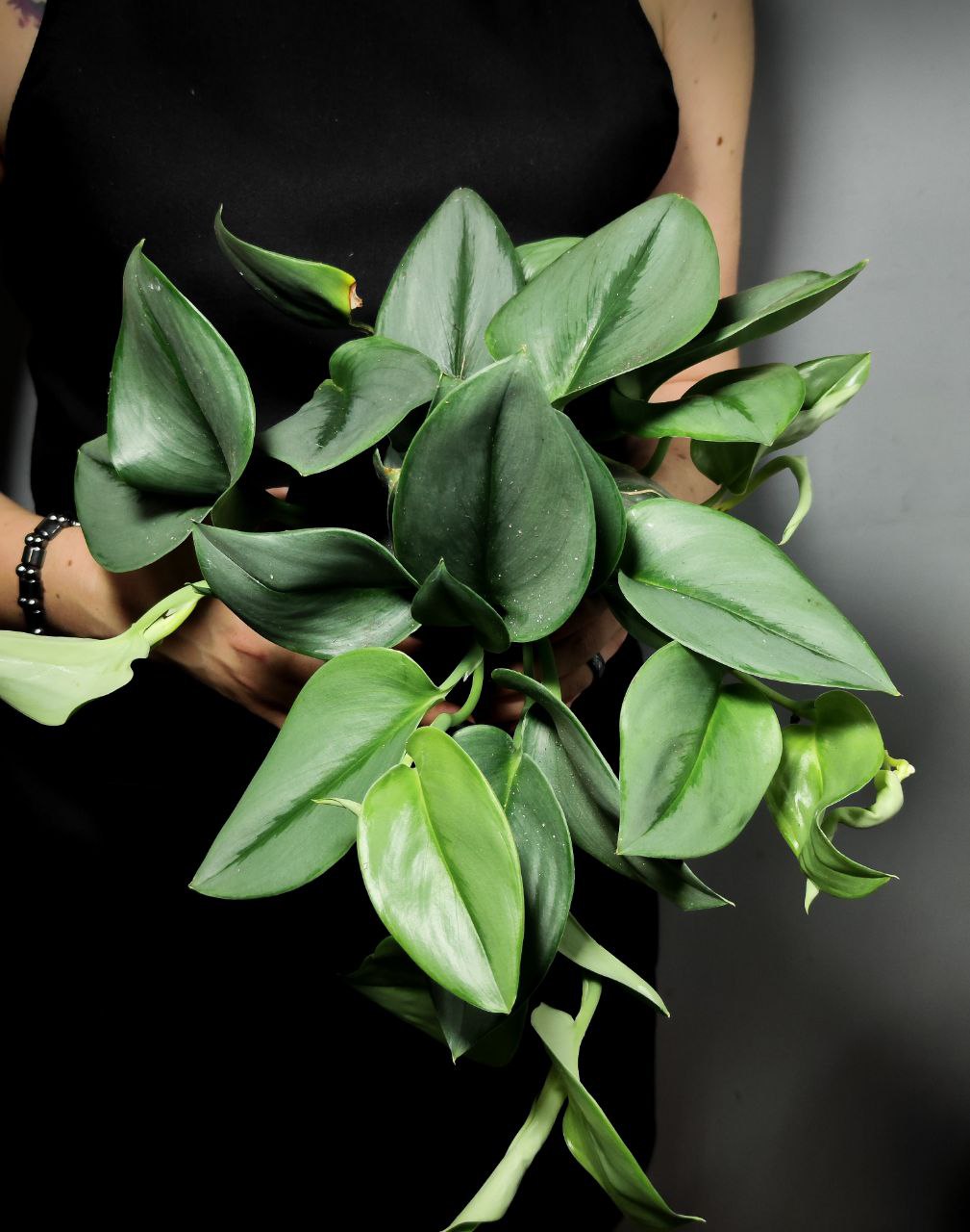 Сциндапсус Мунлайт (Epipremnum Treubii Moonlight) D12см