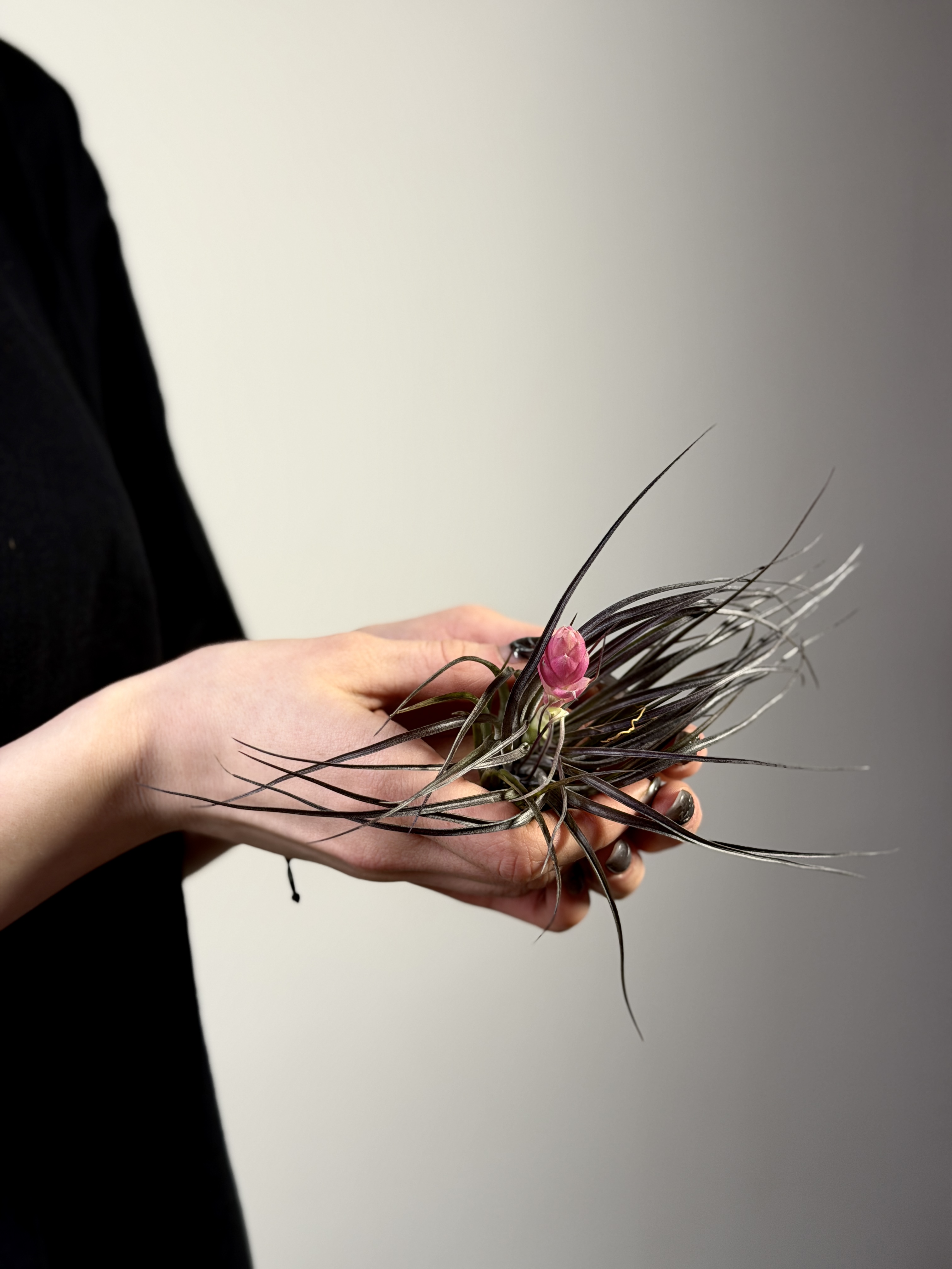 Тилландсия Стрикта Миднайт (Tillandsia Stricta Midnight)