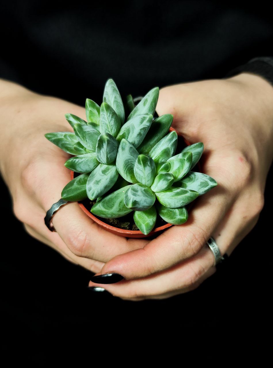 Пахифитум Компактный Груп (Pachyphytum Compactum Group) D5см
