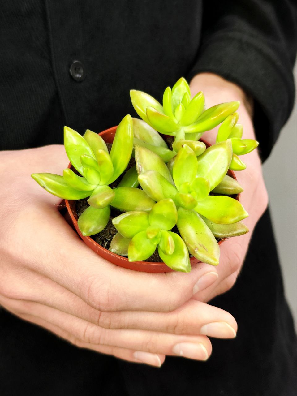 Седум Адольфа (Sedum Adolphii) D8см