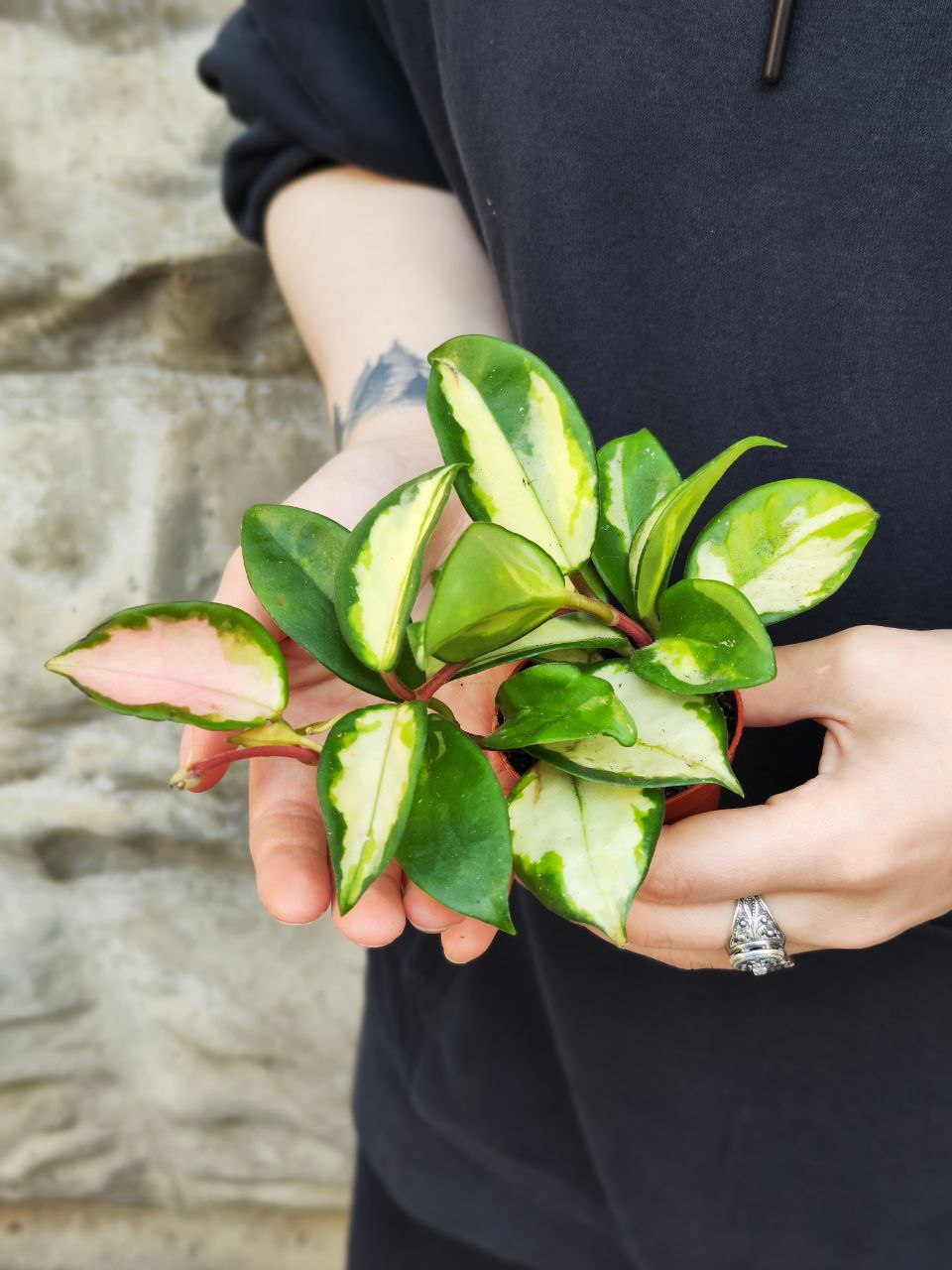 Хойя Карноза Триколор (Hoya Carnosa Tricolor) D6см