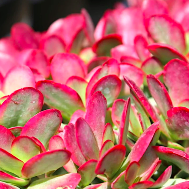 Крассула Платифилла Бургунди (Crassula Platyphylla Bourgundy) D5см