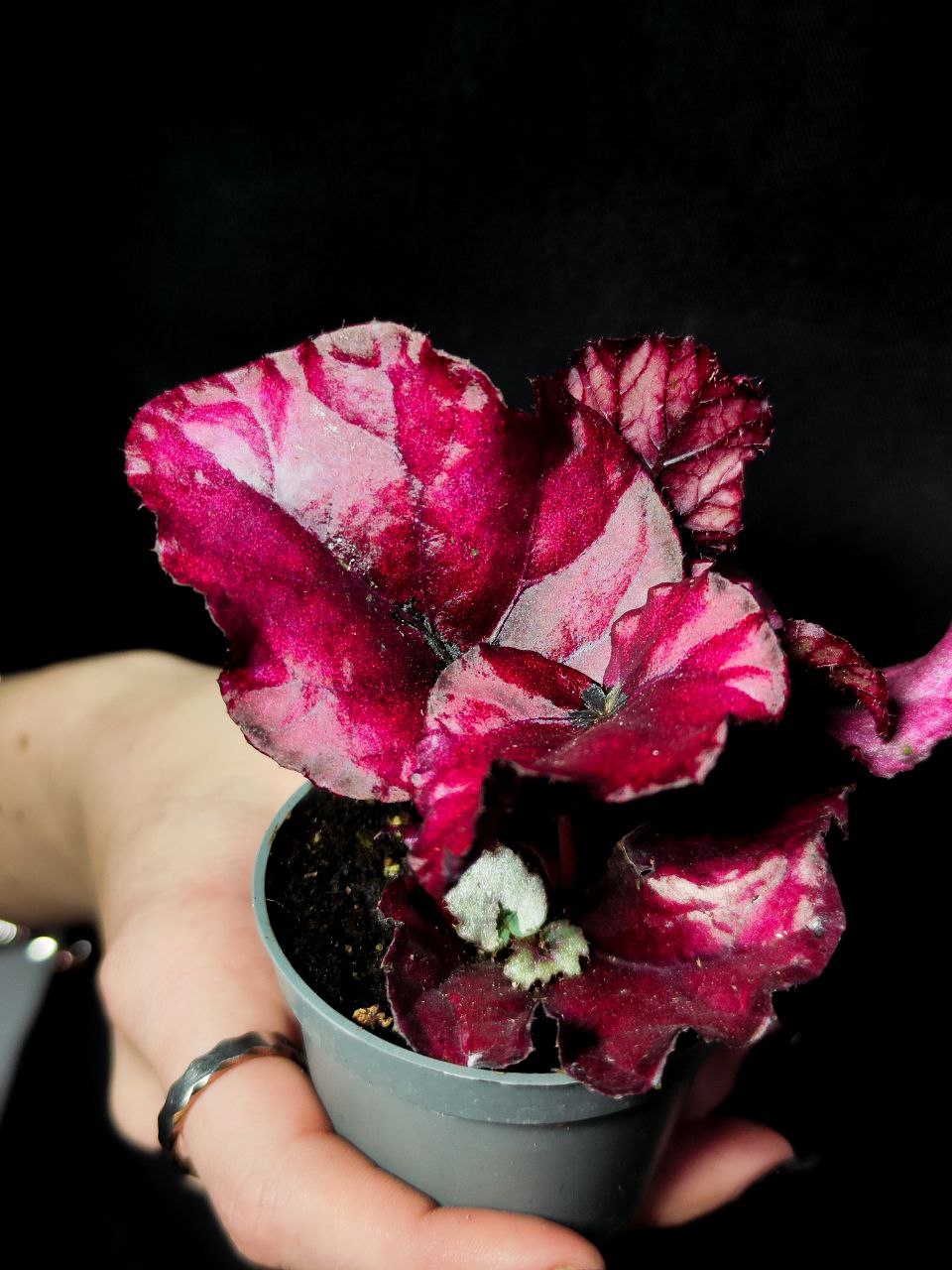 Бегония Красная (Begonia Red) D6см