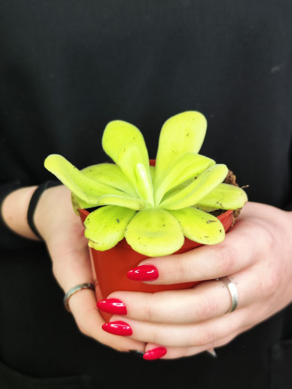 Жирянка Агната (Pinguicula Аgnata) D9см