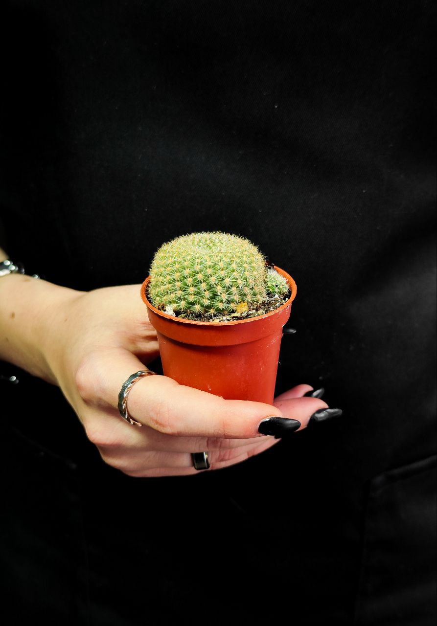 Кактус Ребуция Краинциана, Красная (Rebutia Krainziana) D5см
