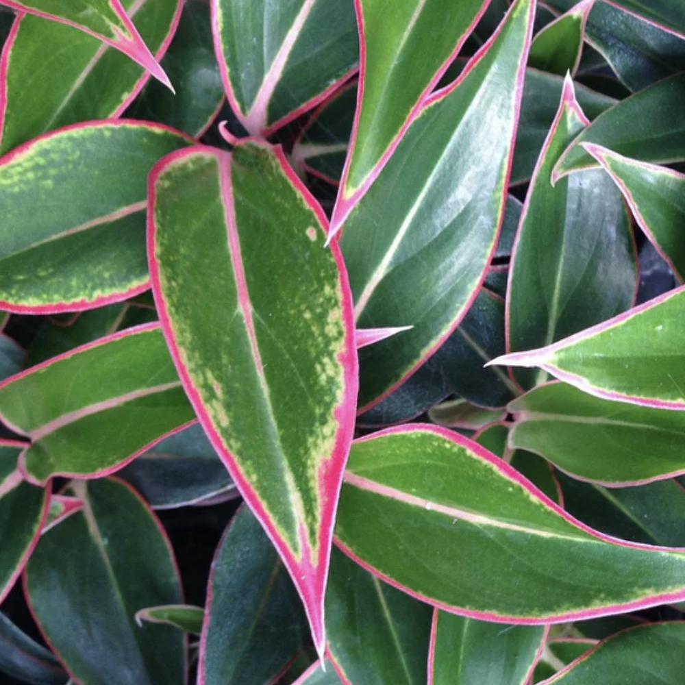 Аглаонема Сиам Аврора (Aglaonema Siam Aurora) D6см