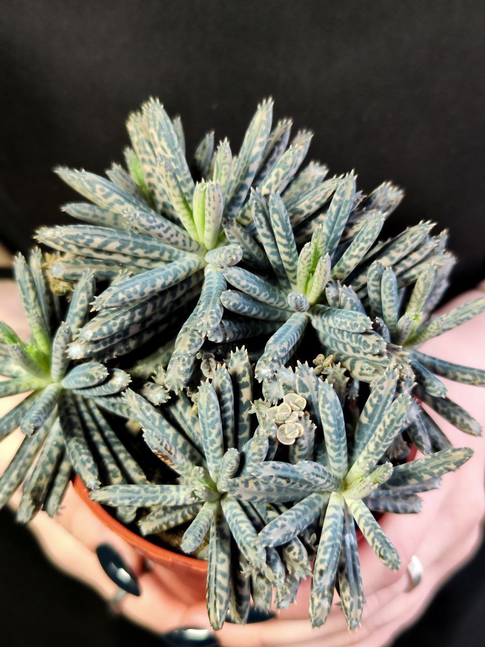 Каланхоэ Тубифлора, или Трубкоцветное (Kalanchoe Tubiflora) D8,5см