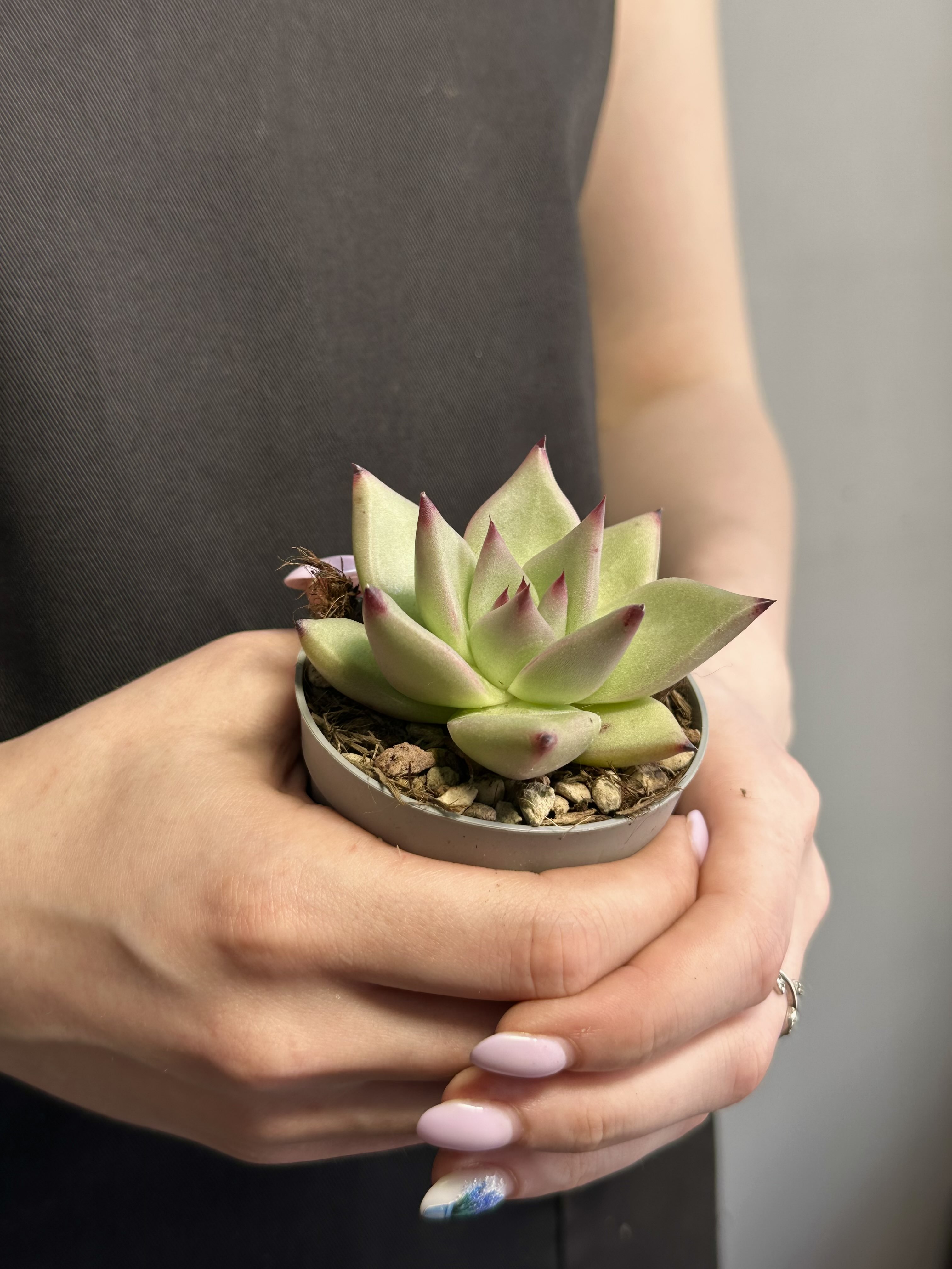 Эхеверия Агавовидес Сириус (Echeveria Agavoides Sirius) D6,5см