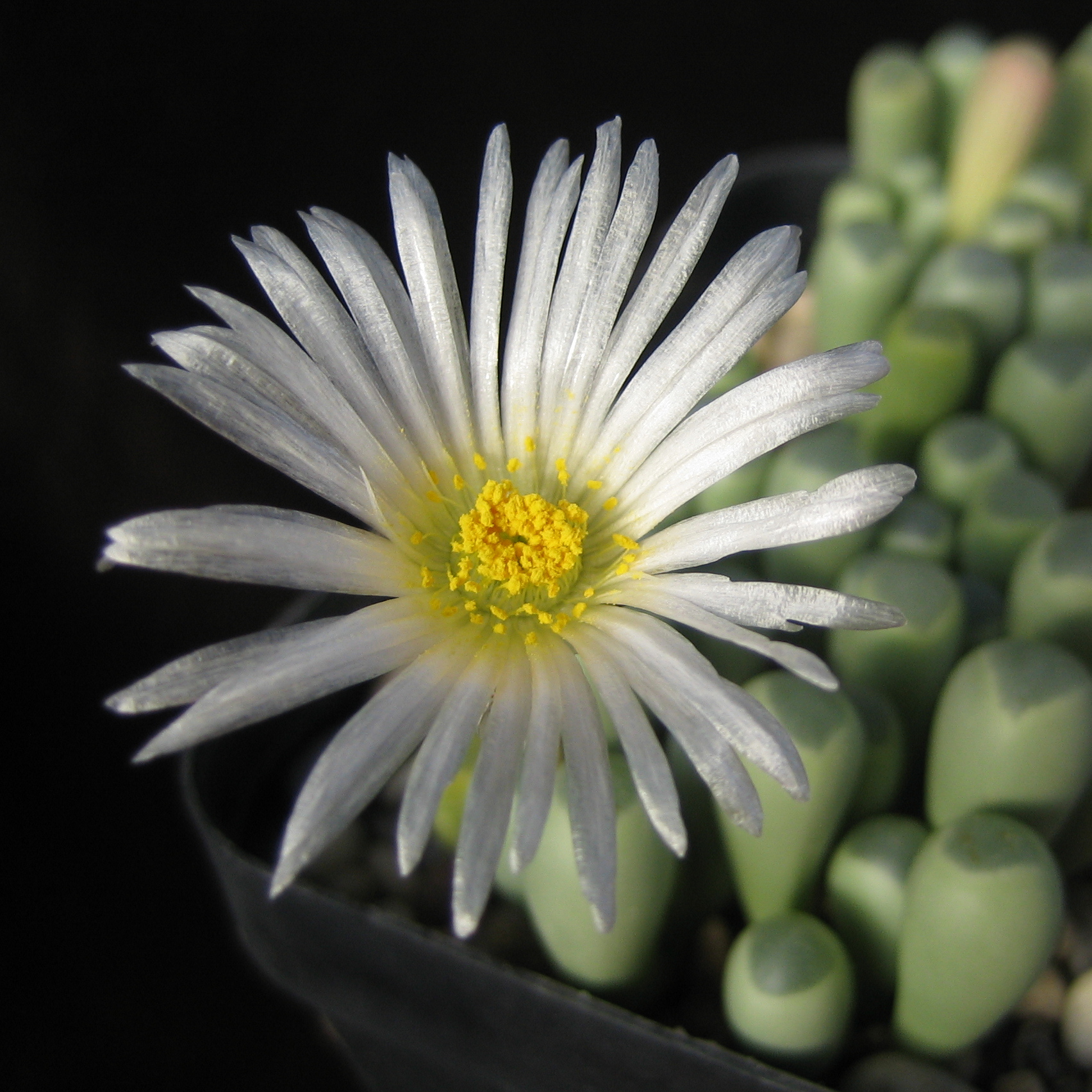 Фенестрария Булаволистная Ропалофилла (Fenestraria Rhopalophylla) D5см
