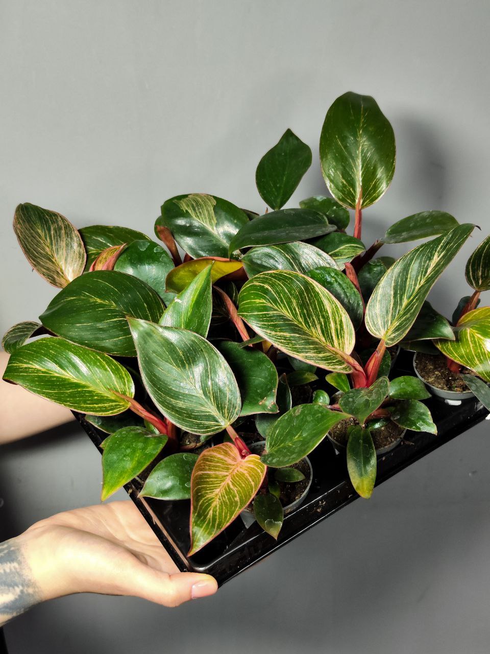 Филодендрон Пинк Биркин (Philodendron Pink Birkin) D6см