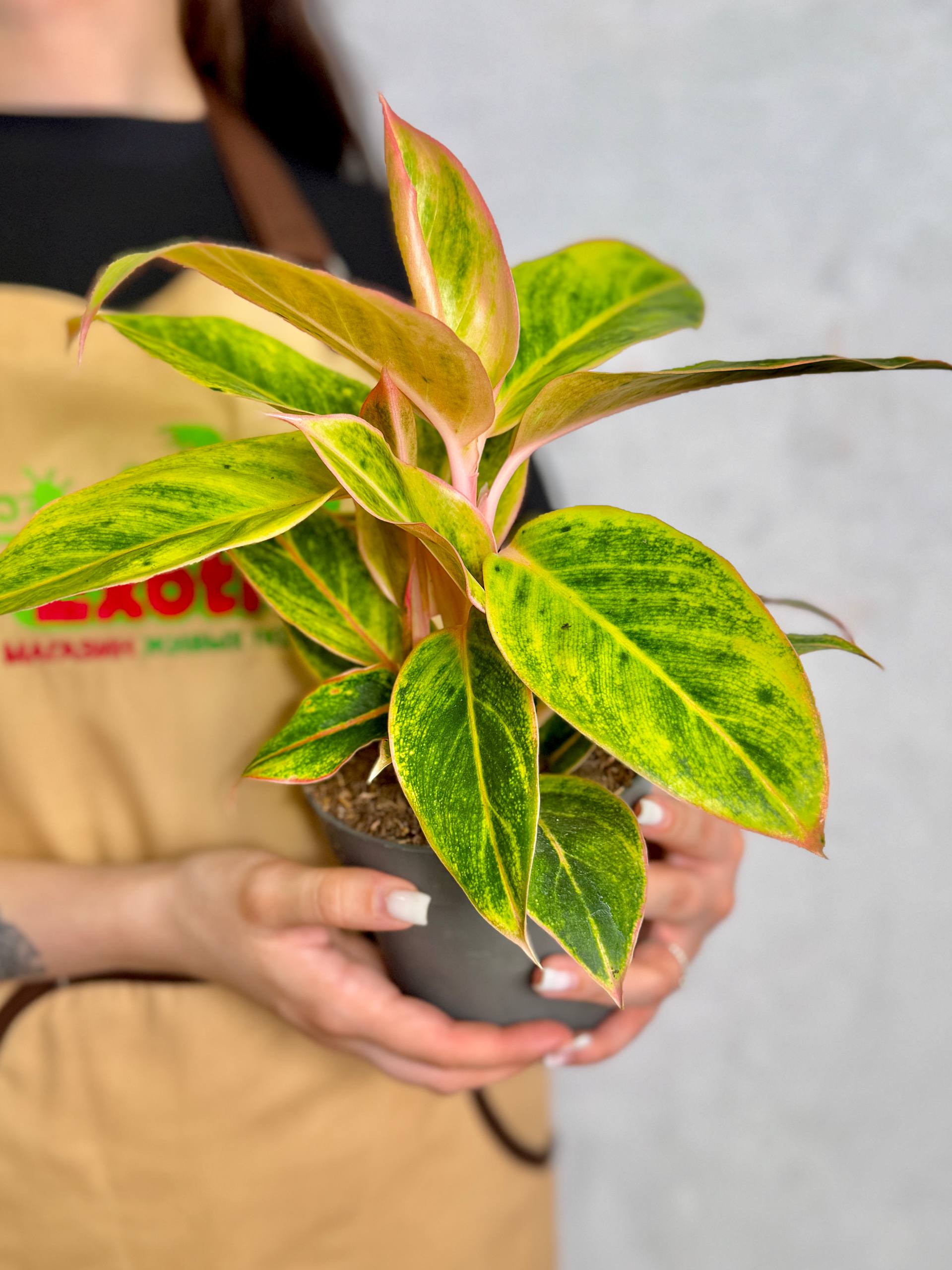 Аглаонема Сальмон Фэнтези (Aglaonema Salmon Fantasy) D12см