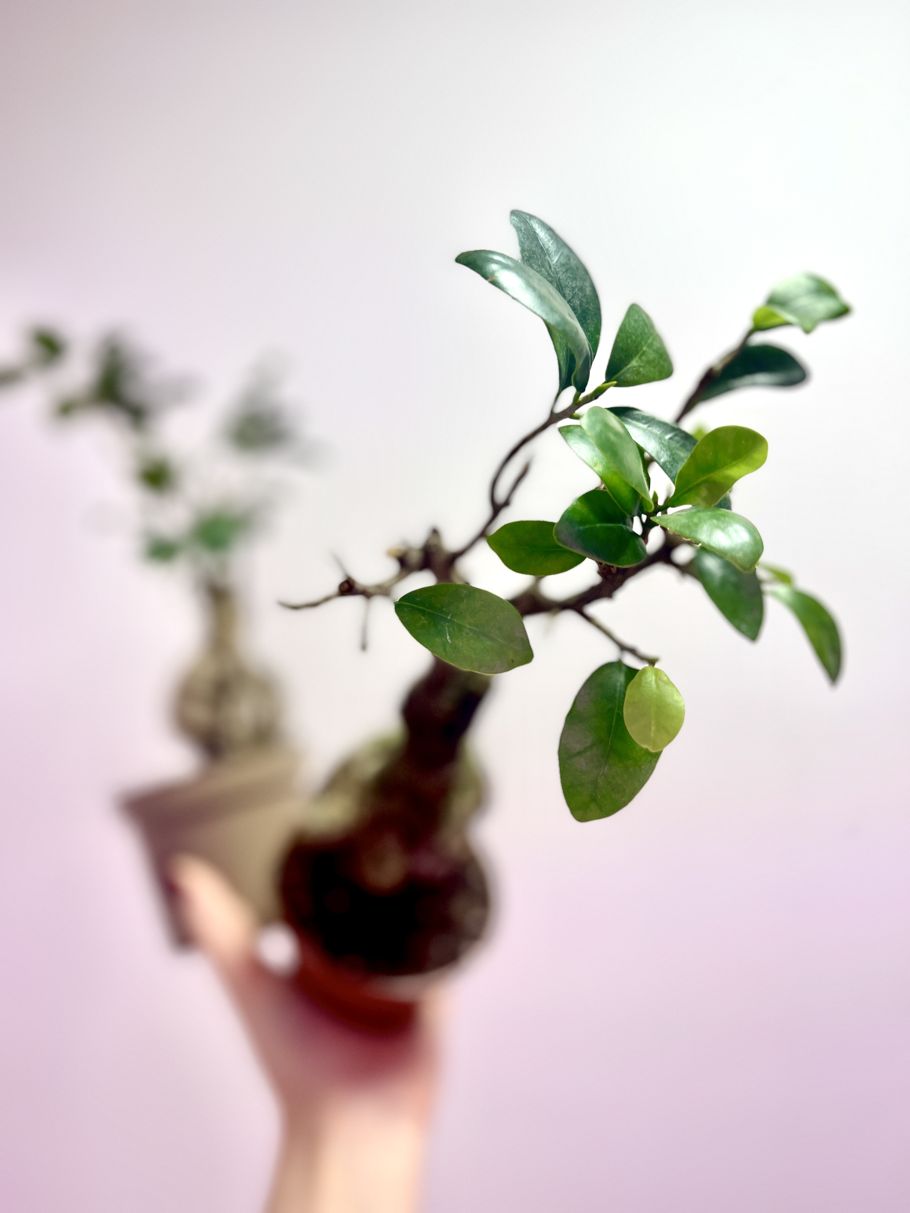 Бонсай Фикус микрокарпа (Ficus microcarpa) D11см (уцененный)