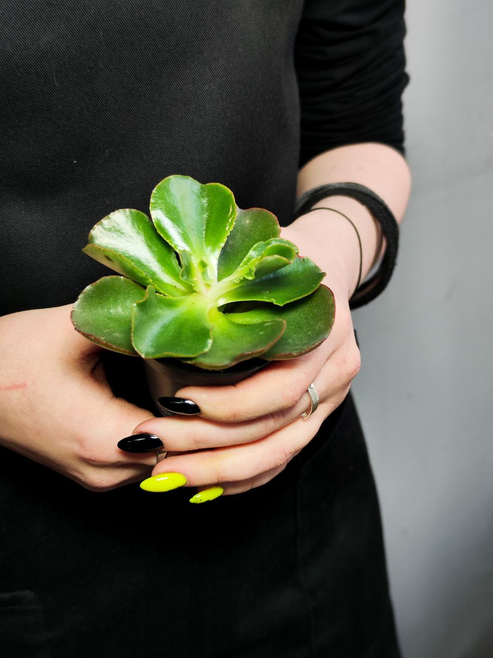 Эхеверия Курли Ред (Echeveria Curly Red) D5см