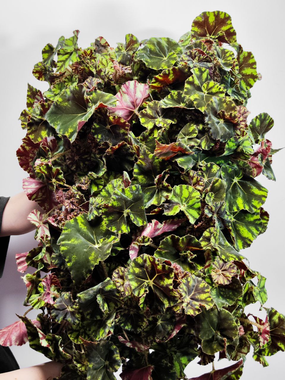 Бегония Бауэра Тигровая (Begonia Bowerae "Tiger")  D12см