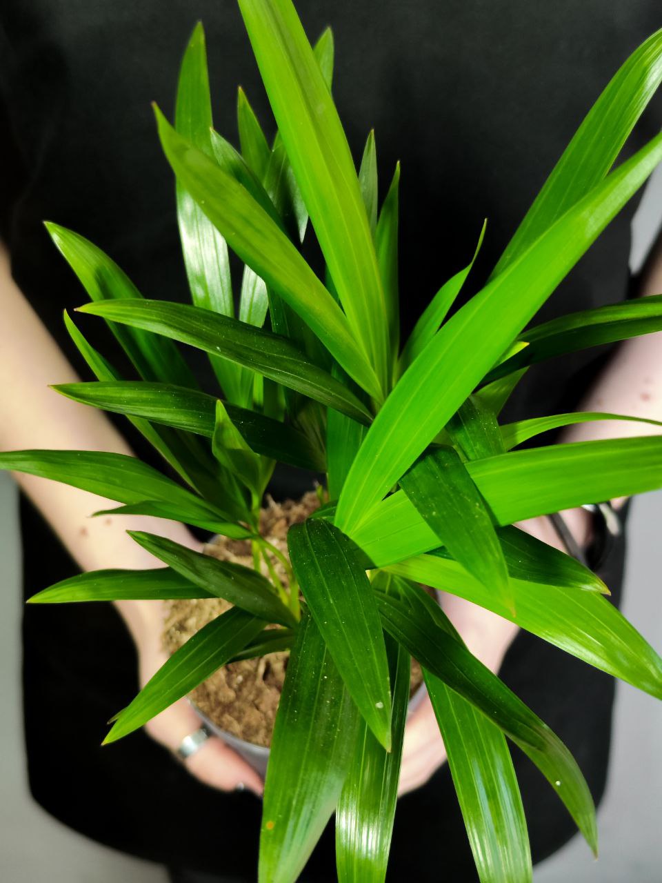 Пальма Дипсис Желтоватый (Dypsis Lutescens) D11см