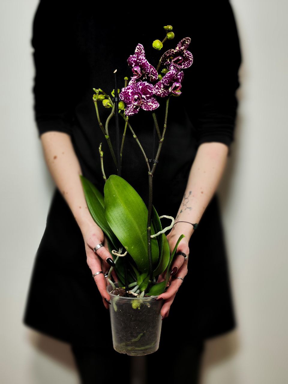 Фаленопсис Дикий Кот (Phalaenopsis Lioulin Wild Cat) D12см