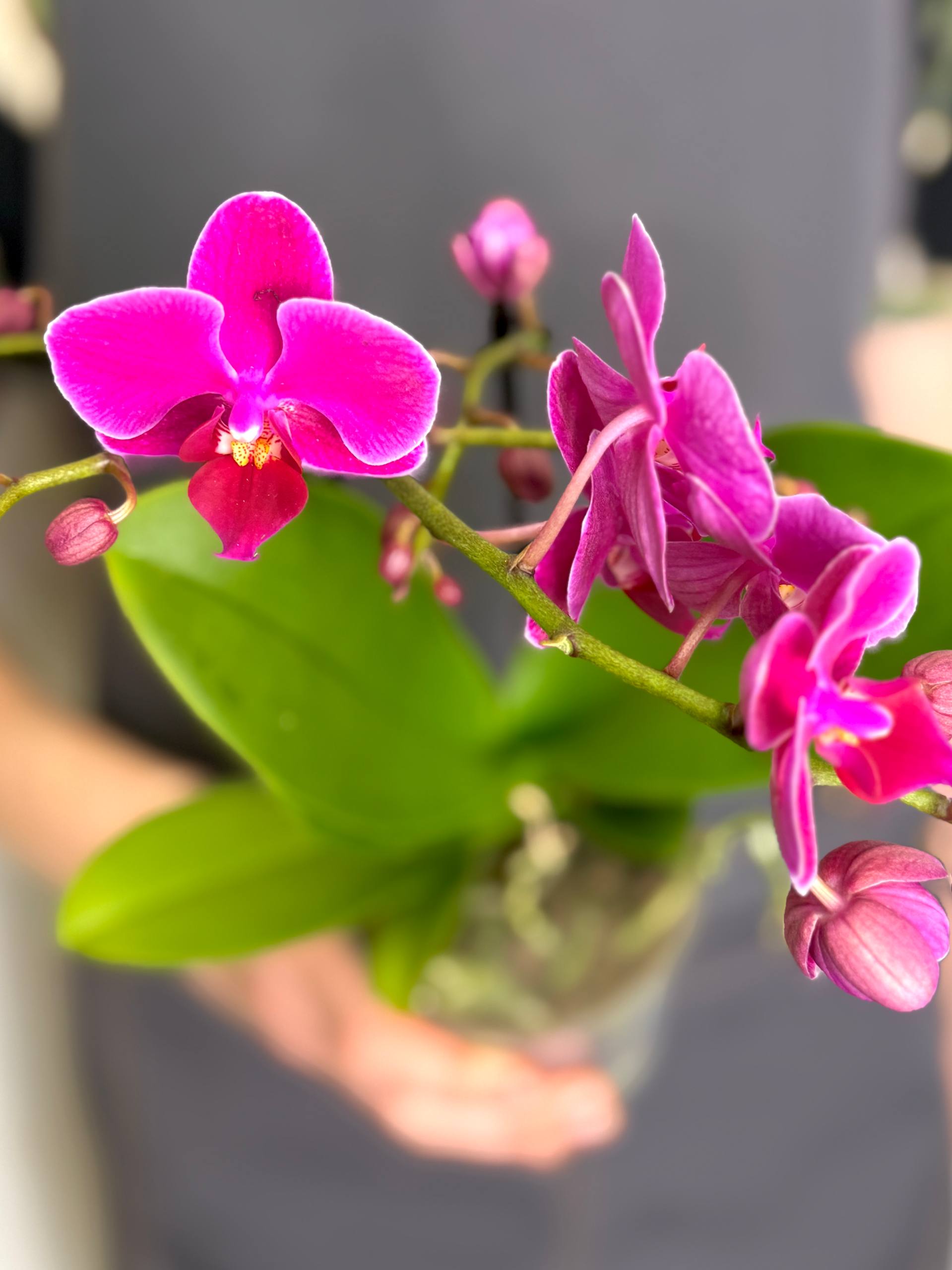 Орхидея Фаленопсис Мини Темно - Фиолетовая (Phalaenopsis Multiflora Dark Purple) D9см