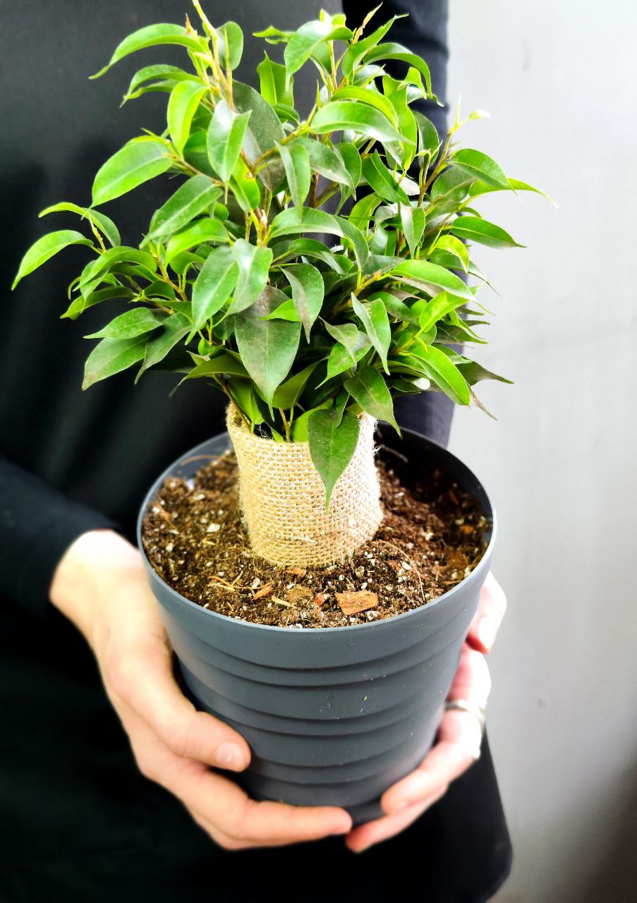 Фикус Бенджамина Наташа (Ficus Benjamina Natasja), пересаженный D12см