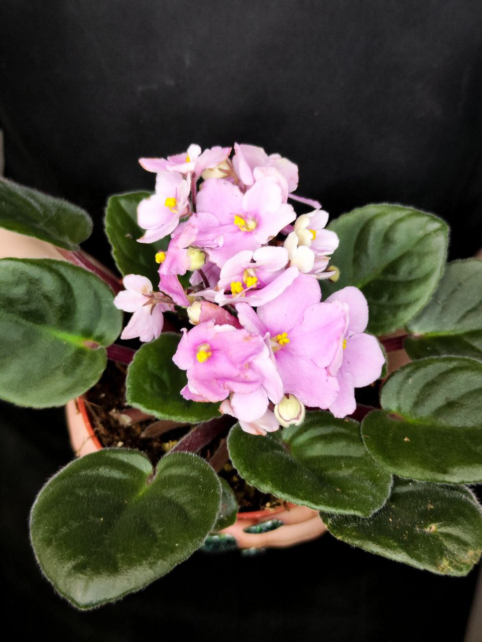 Сенполия Нежно-Розовая, или Фиалка (Saintpaulia Pink) D10см