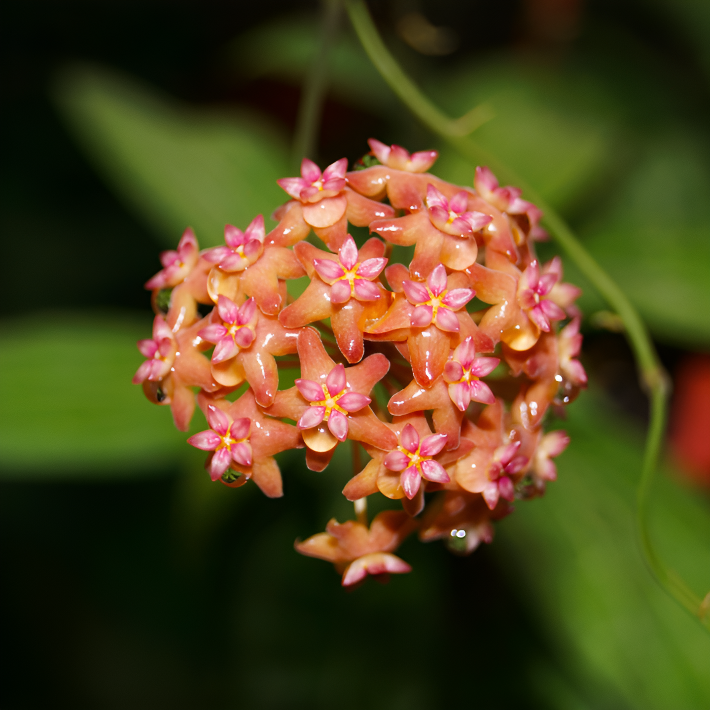 Хойя Фитчи (Hoya Fitchii) D6см