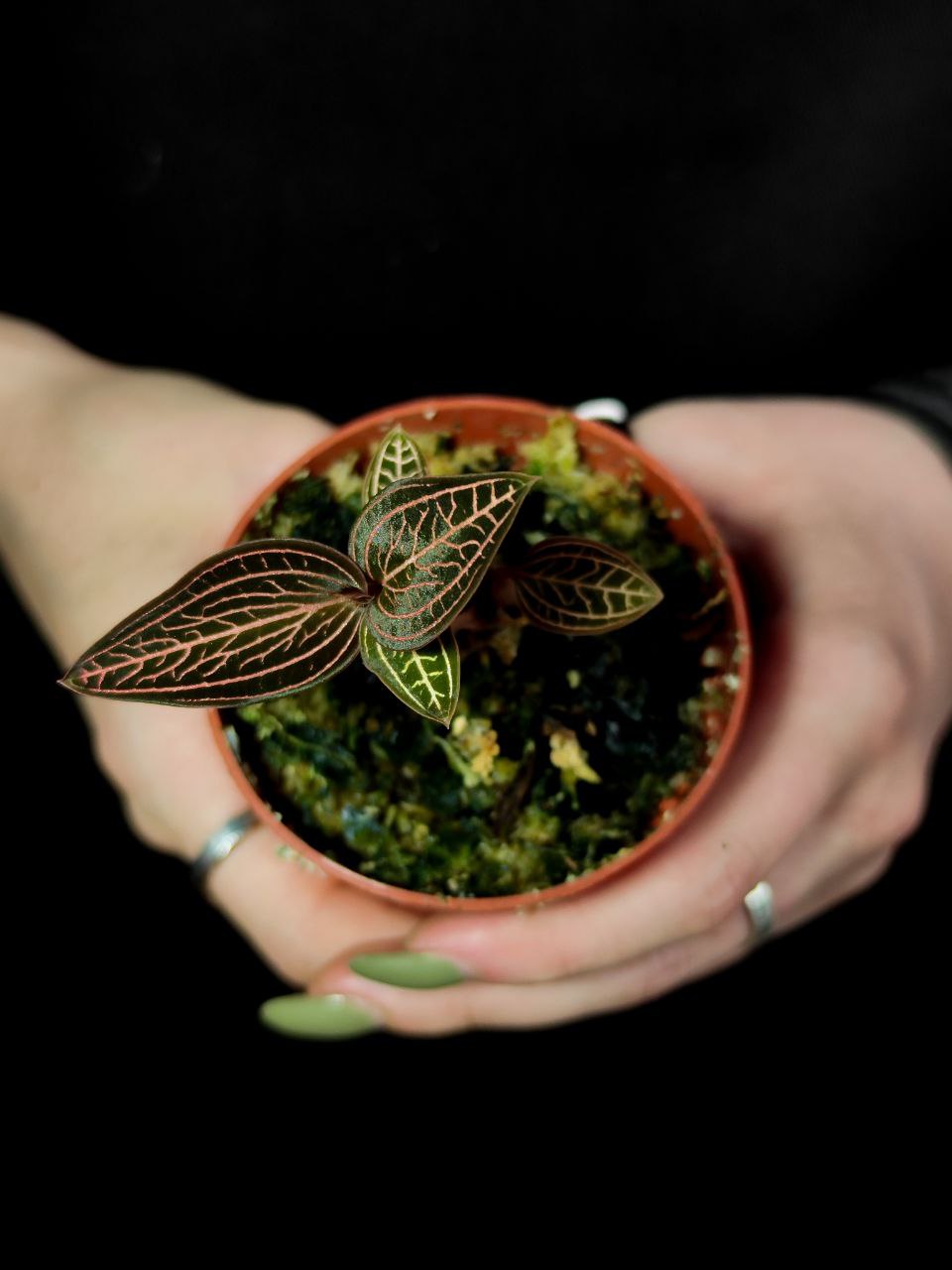 Орхидея Драгоценная Карма Руби (Jewel Orchid Karma Ruby) D7см