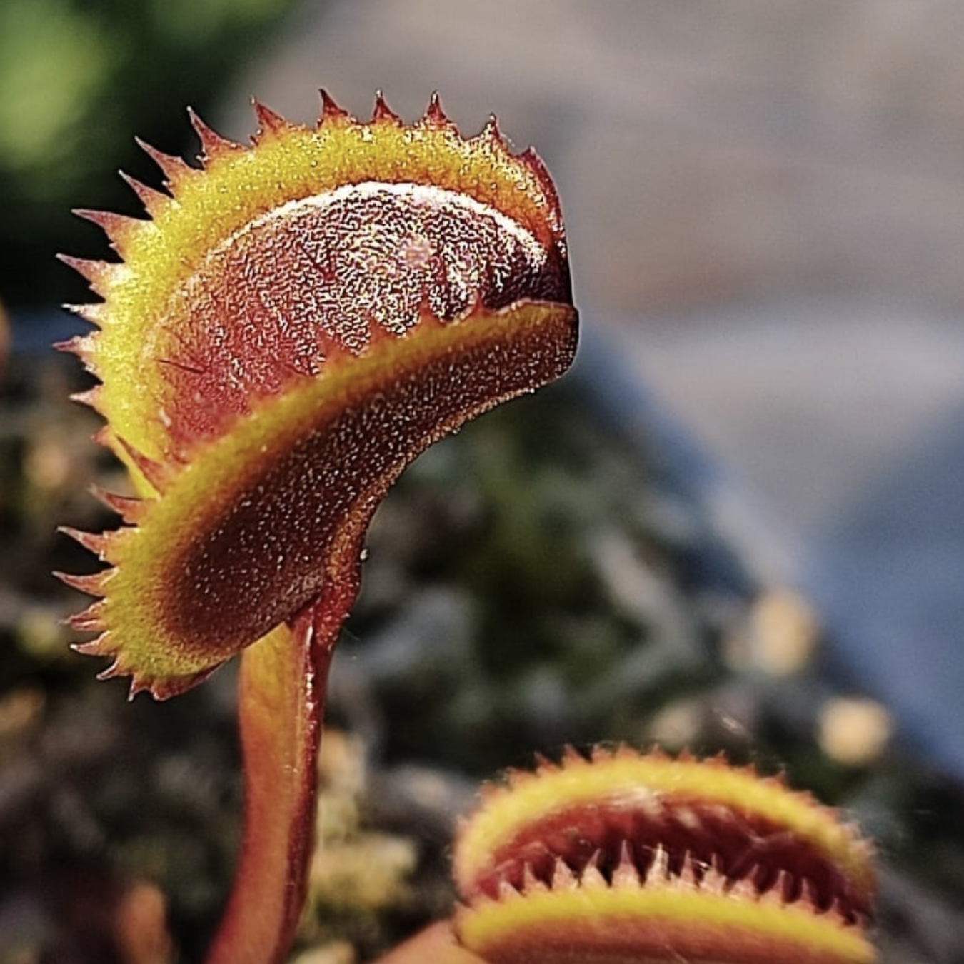 Венерина Мухоловка Голд Страйк (Dionaea Muscipula Gold Strike) D5см