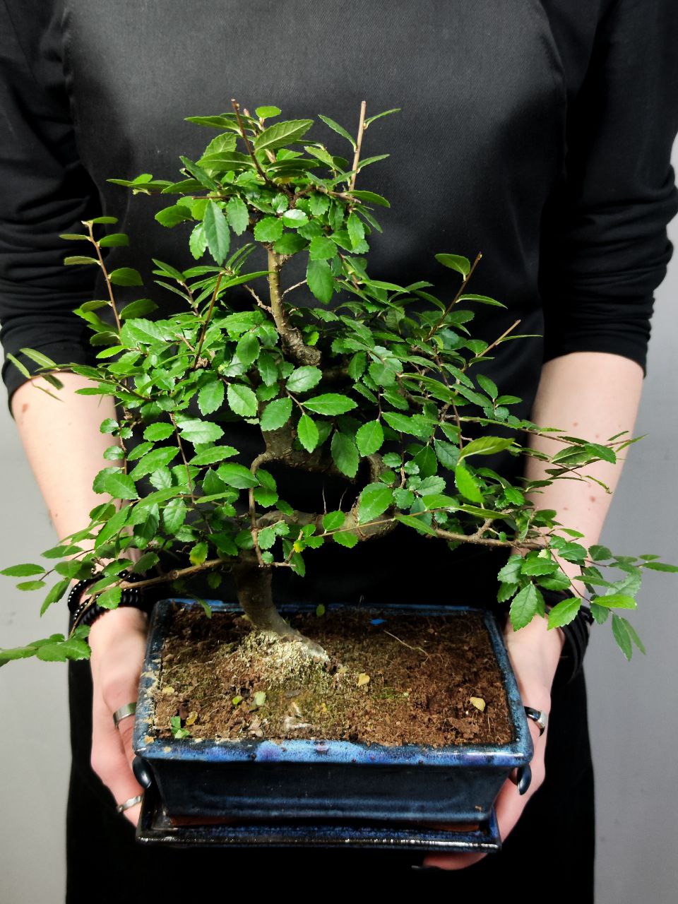 Бонсай Вяз Мелколистный Извилистый (Ulmus Parvifolia)