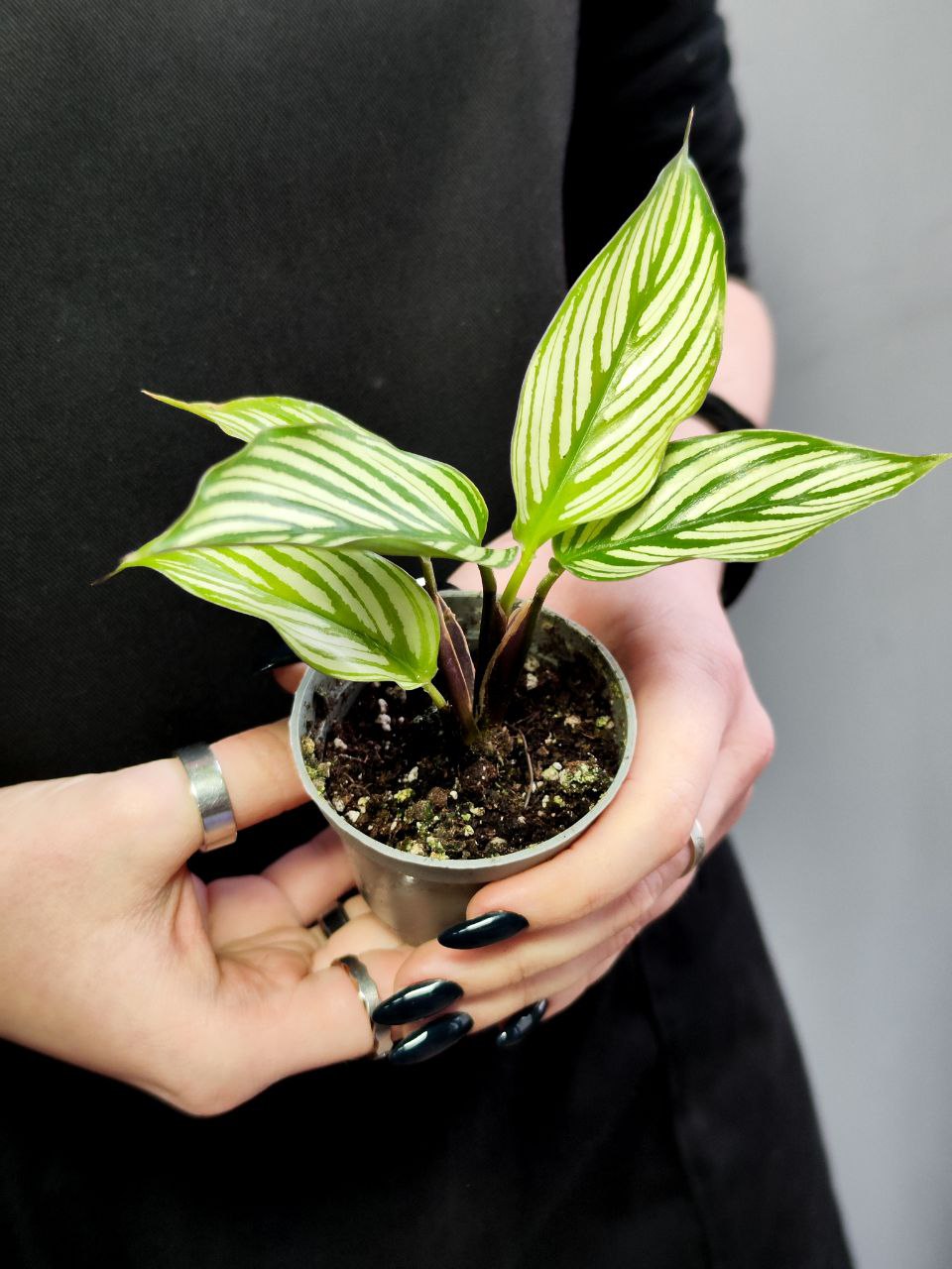 Калатея Витатта (Calathea Species Vittata) D6см