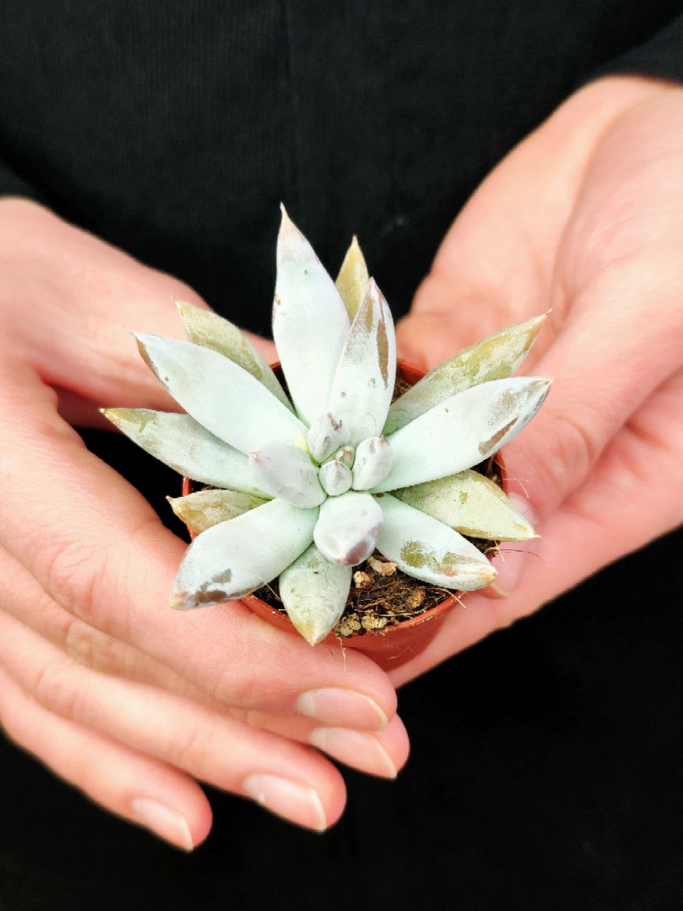 Эхеверия Толиманенсис (Echeveria Tolimanensis) D5см