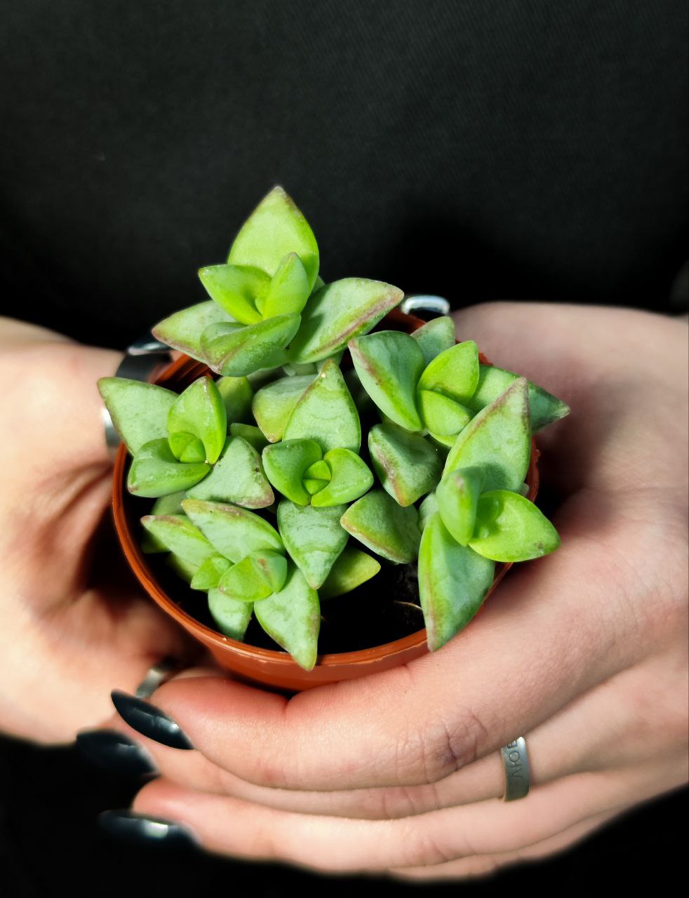 Крассула Рупестрис Грин (Crassula Rupestris Green) D5см