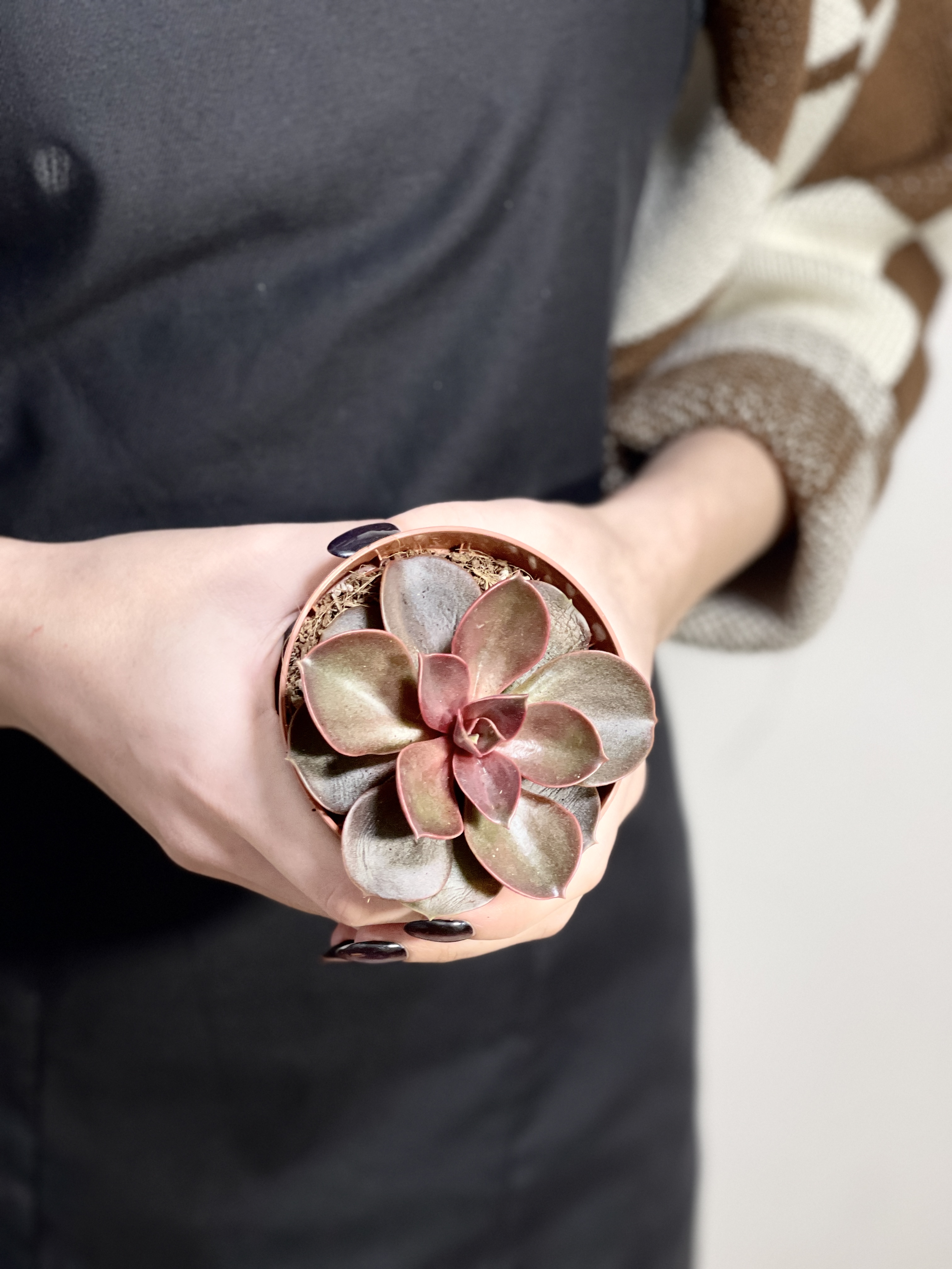 Эхеверия Мэджик Ред (Echeveria Magic Red) D8см