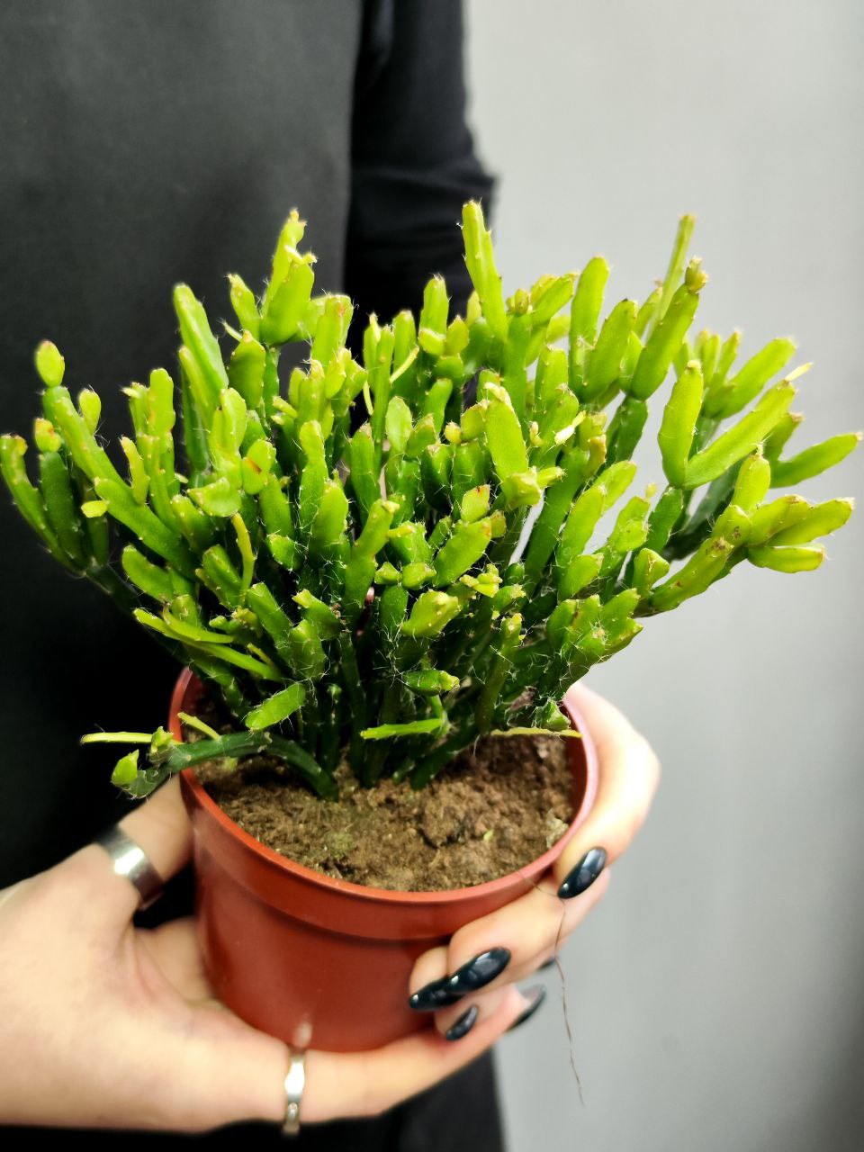 Рипсалис Гетероклада (Rhipsalis Heteroclada) D8,5см