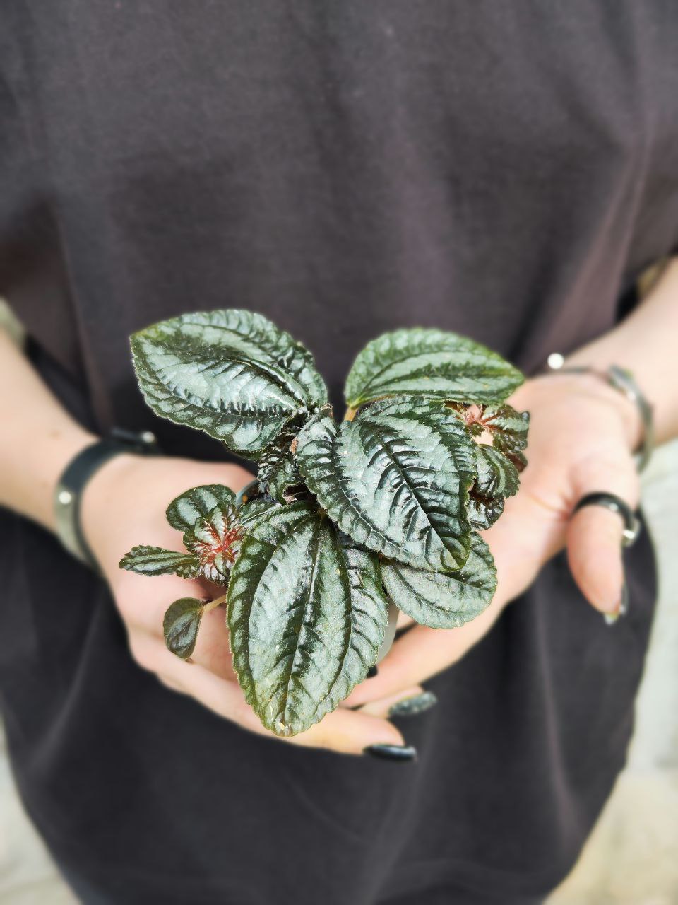 Пилея Норфолк (Pilea Involucrata Norfolk) D6см