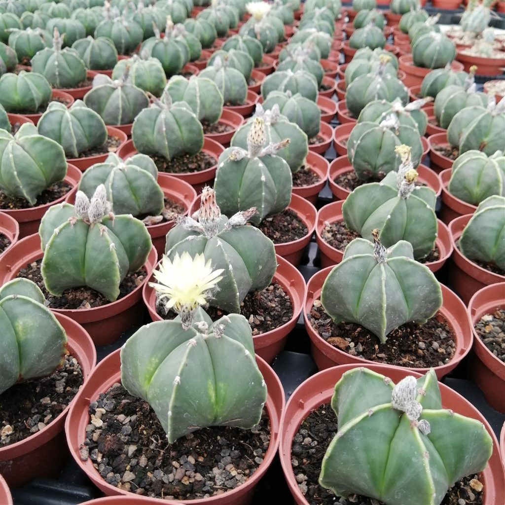 Астрофитум Мириостигма Нудум (Astrophytum Myriostigma var Nudum) D5см
