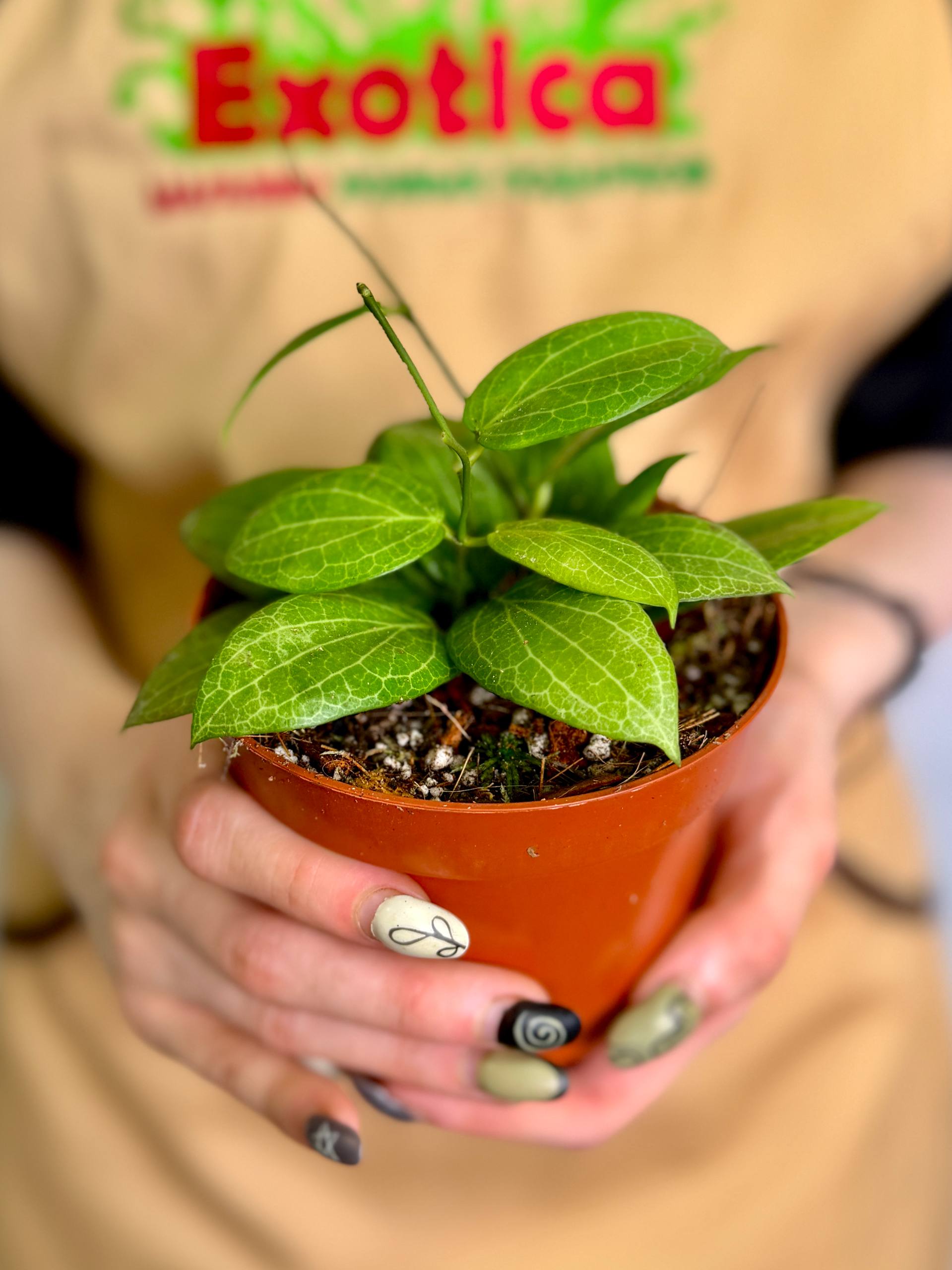 Хойя Фитчи (Hoya Fitchii) D10см