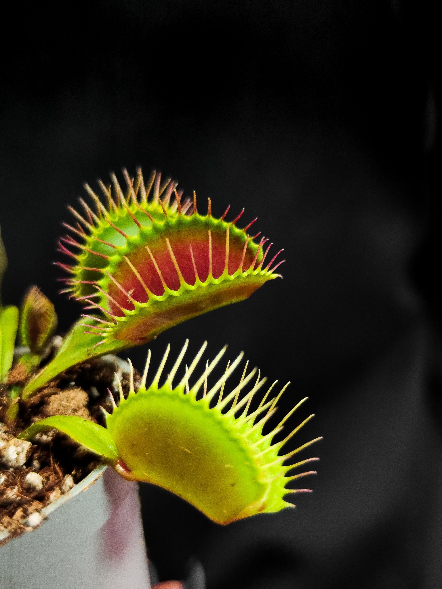 Венерина Мухоловка G16 (Dionaea Muscipula G16) D5см